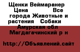 Щенки Веймаранер › Цена ­ 40 000 - Все города Животные и растения » Собаки   . Амурская обл.,Магдагачинский р-н